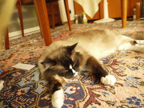 P1070389.jpg