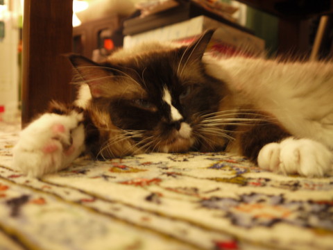 P1070876.jpg